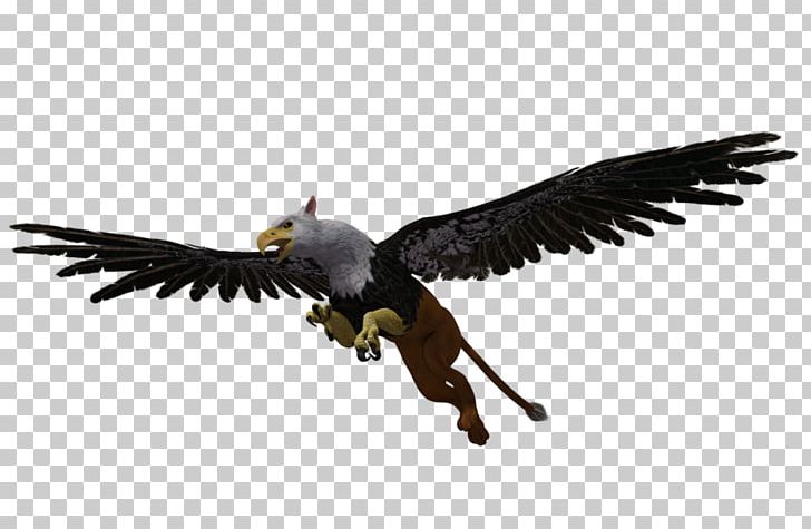 Bird Bald Eagle Griffin Vulture PNG, Clipart, Accipitriformes, Bald Eagle, Beak, Bird, Bird Of Prey Free PNG Download