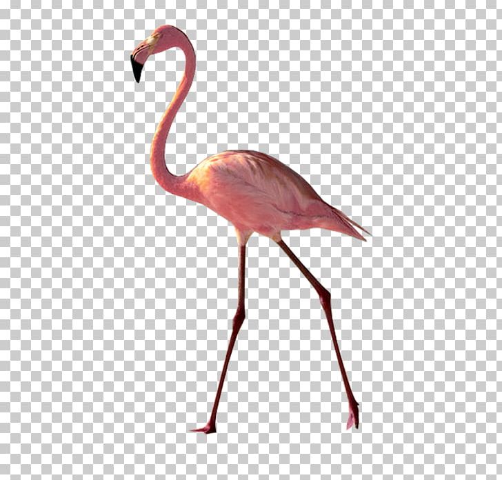 Greater Flamingo Water Bird American Flamingo PNG, Clipart, American Flamingo, Animal, Animals, Beach, Beak Free PNG Download