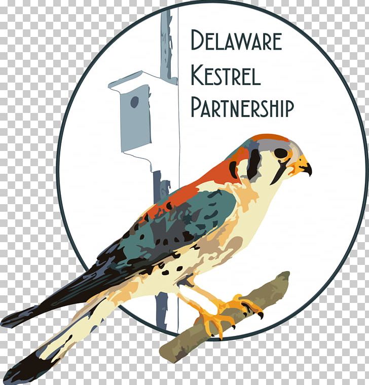 Brandywine Zoo American Kestrel Beak PNG, Clipart, American Flyer, American Kestrel, Beak, Bird, Fauna Free PNG Download