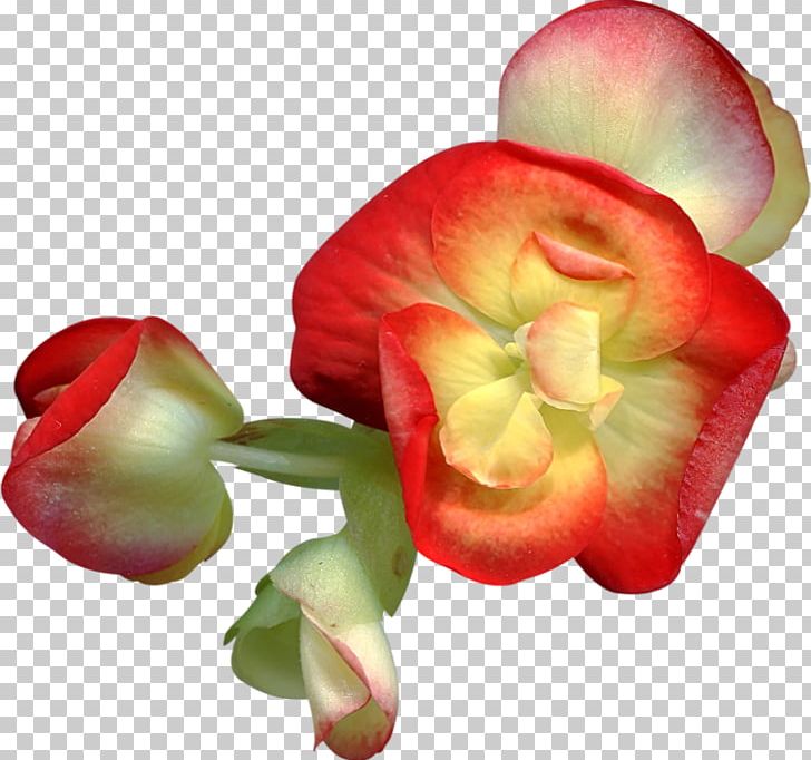Cut Flowers PNG, Clipart, Art, Begonia, Blog, Bud, Cut Flowers Free PNG Download