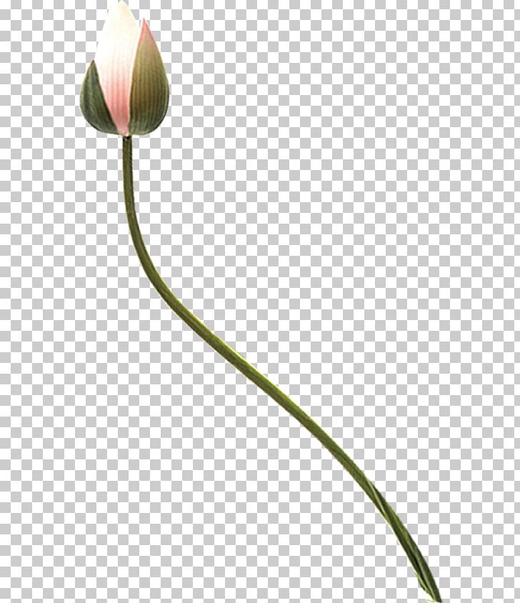 Nelumbo Nucifera Flower Bud PNG, Clipart, Bud, Buds, Designer, Dietary Supplement, Download Free PNG Download