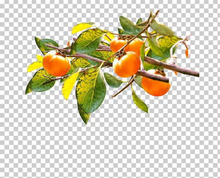 Template Autumn PNG, Clipart, Bitter Orange, Branch, Citrus, Color, Diospyros Free PNG Download