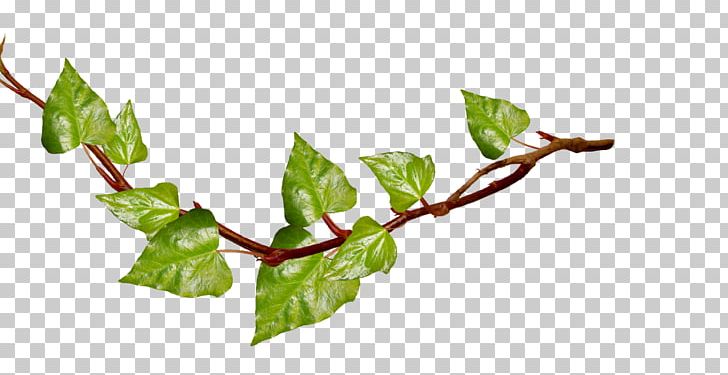 Branch PNG, Clipart, Branch, Chard, Free Content, Green, Green Branch Cliparts Free PNG Download