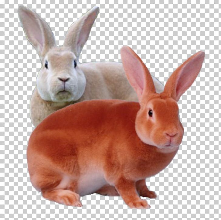 Domestic Rabbit Rex Rabbit Mini Rex Leporids PNG, Clipart, Animal, Animals, Breed, Celebrities, Domestic Rabbit Free PNG Download