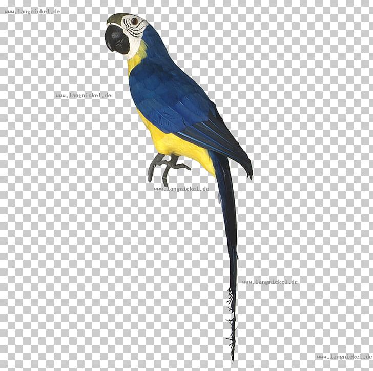 Macaw Parakeet Feather Beak Wing PNG, Clipart, Animals, Beak, Bird, Common Pet Parakeet, Fauna Free PNG Download