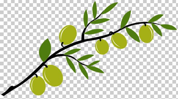 Olive Branch 0 Salfit Bank PNG, Clipart, Animation, Bank, Bank Account, Branch, Direct Debit Free PNG Download