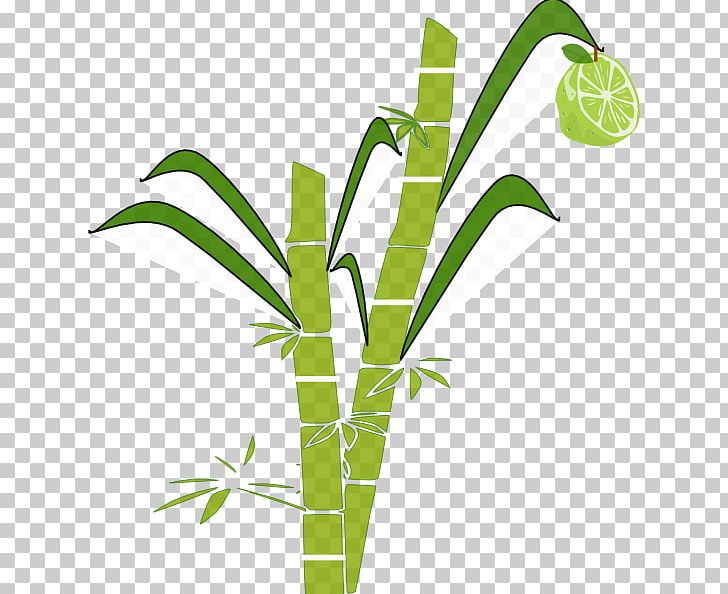 Pongal Sugarcane PNG, Clipart, Cane, Cane Cliparts, Clip Art, Crop, Free Content Free PNG Download