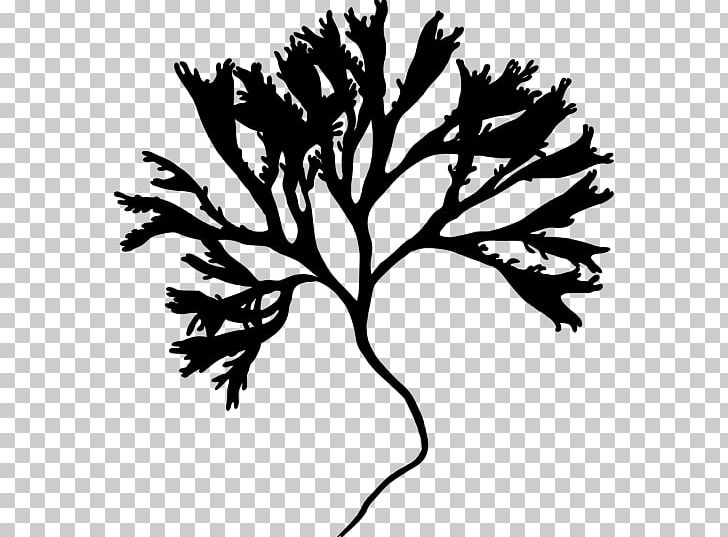 Silhouette Irish Moss Twig PNG, Clipart, Algae, Animals, Black And White, Branch, Computer Icons Free PNG Download