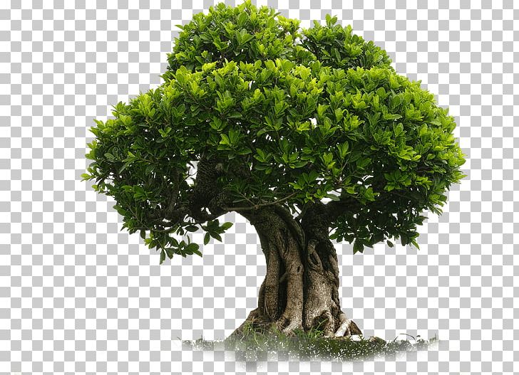 Tree PNG, Clipart, Bonsai, Branch, Computer Icons, Desktop Wallpaper, Display Resolution Free PNG Download