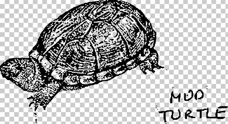 Box Turtle Reptile Tortoise Sea Turtle PNG, Clipart, Animal, Animals, Black And White, Bog Turtle, Box Turtle Free PNG Download