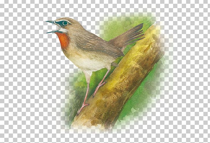 European Robin Common Nightingale Finch Wren American Sparrows PNG, Clipart, American Sparrows, Animal, Beak, Bird, Common Nightingale Free PNG Download