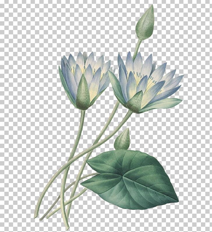 Floral Design Printmaking Art Printing Flower PNG, Clipart, Art, Botanical Illustration, Bud, Choix Des Plus Belles Fleurs, Fine Art Free PNG Download