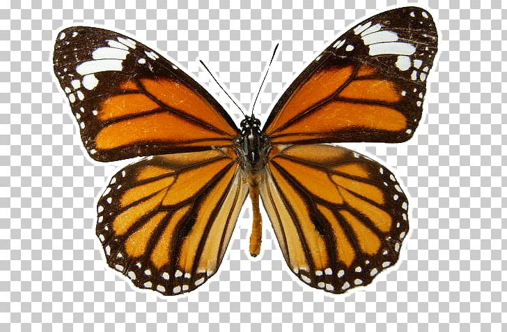 Monarch Butterfly Eastern Tiger Swallowtail Danaus Genutia PNG, Clipart, Animal, Arthropod, Brush Footed Butterfly, Butterfly, Caterpillar Butterfly Free PNG Download