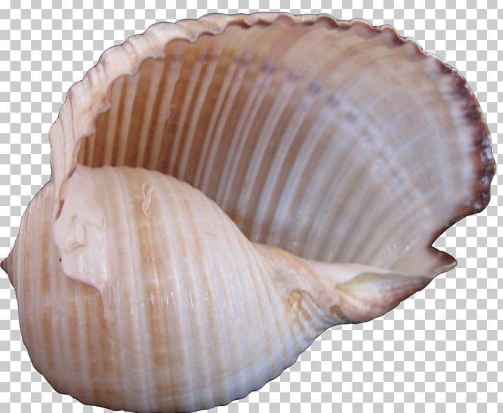 Cockle Seashell Sea Snail PNG, Clipart, Clam, Clams Oysters Mussels And Scallops, Conch Creative, Conch Kind, Conchology Free PNG Download