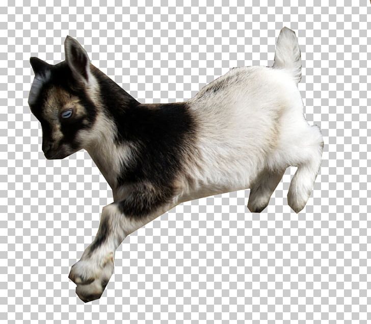 American Lamancha Goat Nigerian Dwarf Goat Fainting Goat Cat Animal PNG, Clipart, American Lamancha Goat, Animal, Animals, Breed, Carnivoran Free PNG Download