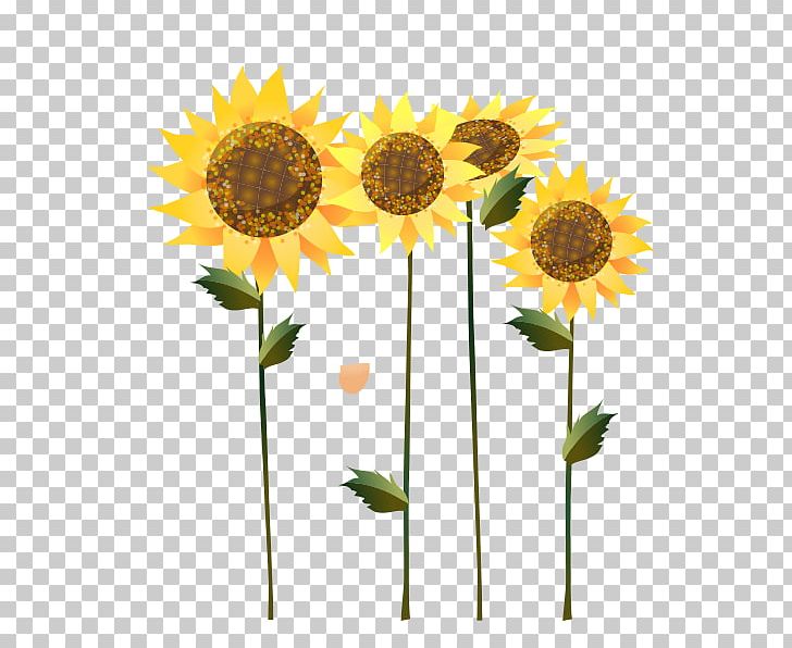 Common Sunflower Sunflower Seed Sunflower Oil Illustration PNG, Clipart, Daisy Family, Encapsulated Postscript, Flower, Flowers, Graphic Arts Free PNG Download