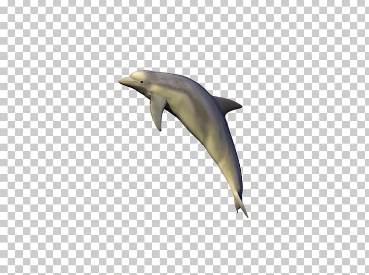 Common Bottlenose Dolphin Short-beaked Common Dolphin Tucuxi Rough-toothed Dolphin Porpoise PNG, Clipart, Animal, Bottlenose Dolphin, Common Bottlenose Dolphin, Dolphin, Fauna Free PNG Download