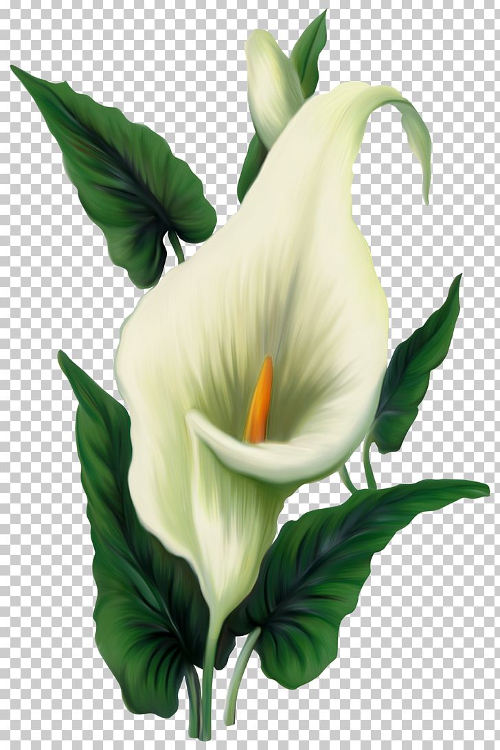 Easter Lily Arum-lily Flower PNG, Clipart, Alismatales, Arum, Arum Family, Arum Lilies, Arumlily Free PNG Download