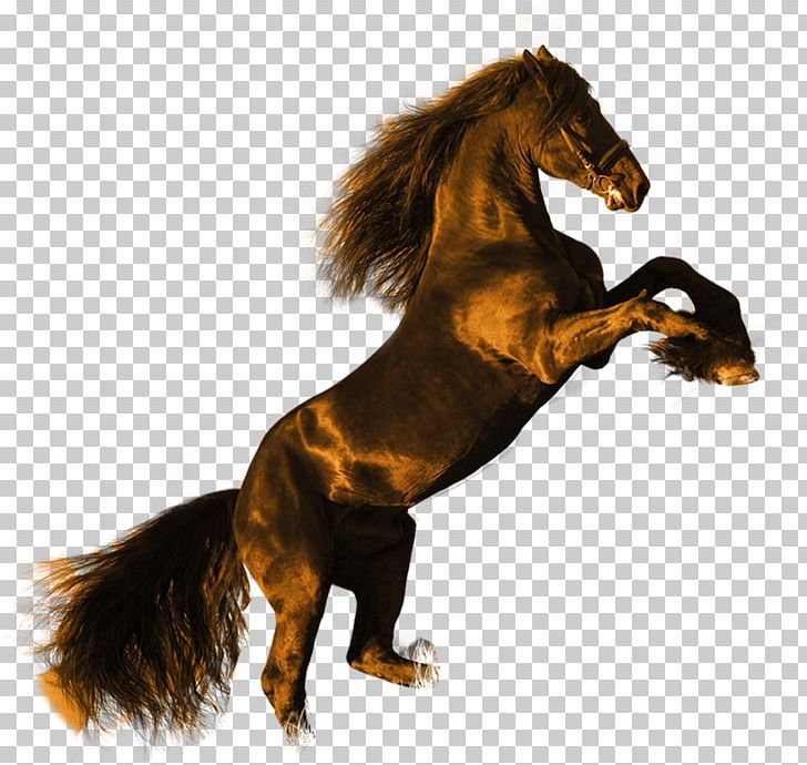Friesian Horse Stallion High-definition Video Black PNG, Clipart, 720p, 1080p, Animals, Black Stallion, Dark Free PNG Download
