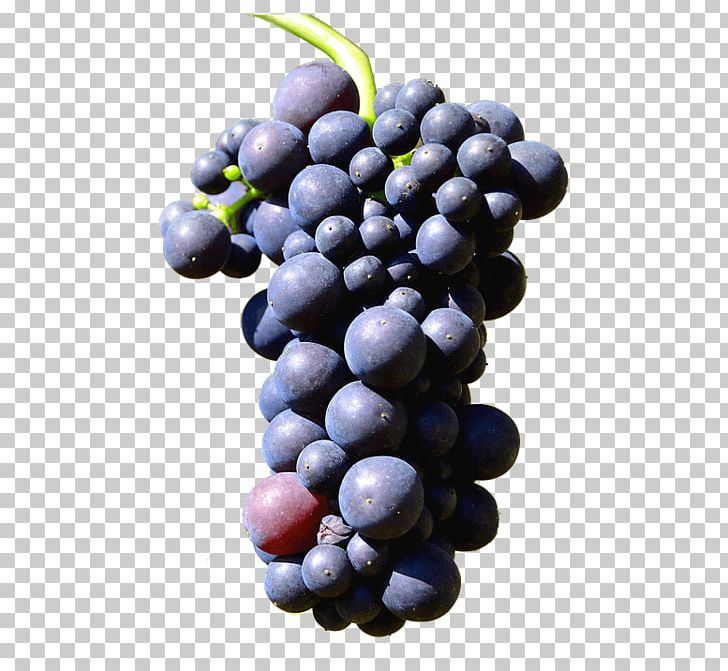 Sultana Grape Trollinger PNG, Clipart, Amazon Grape, Bilberry, Blueberry, Common Grape Vine, Flowering Plant Free PNG Download