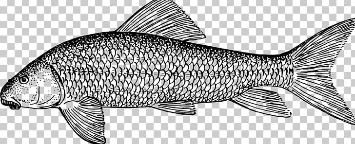 Whitefish Tuna PNG, Clipart, Animal Figure, Animals, Black And White, Carp, Drawing Free PNG Download