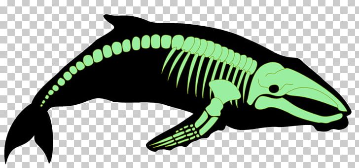 Blue Whale X-ray Marine Mammal PNG, Clipart, Amphibian, Animal, Art, Blue Whale, Dinosaur Free PNG Download