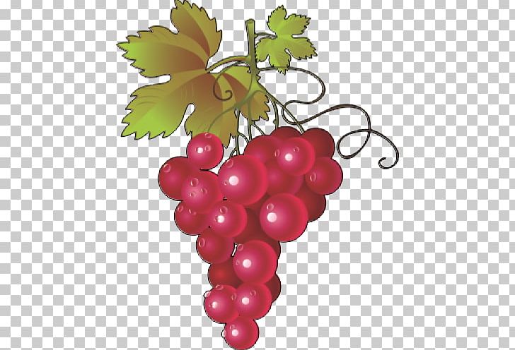 Common Grape Vine Wine Concord Grape Grape Leaves PNG, Clipart, Berry, Common, Common Grape Vine, Concord Grape, Flowering Plant Free PNG Download