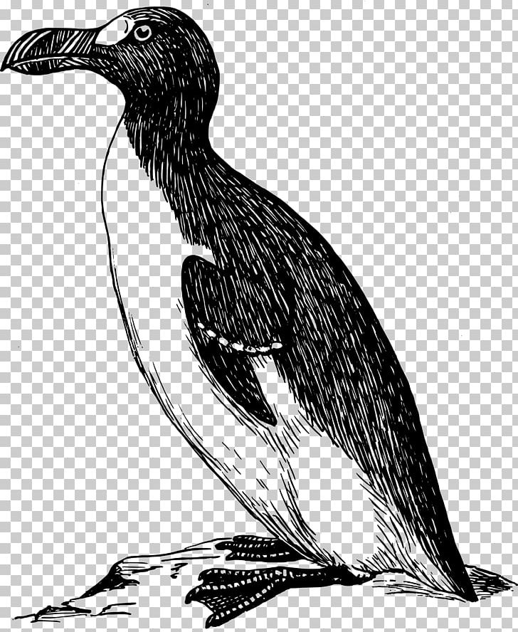Drawing Great Auk PNG, Clipart, Art, Auk, Beak, Bird, Black And White Free PNG Download