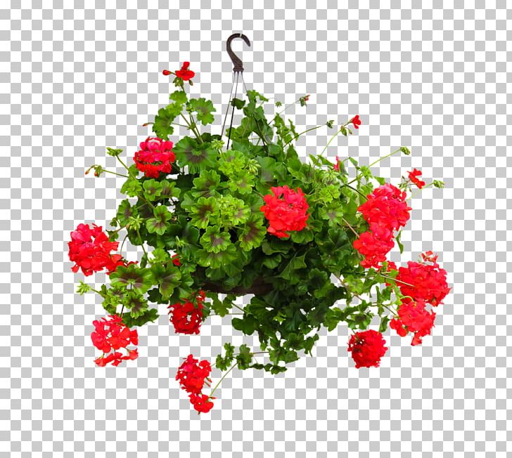 Garden Roses Hanging Basket Cut Flowers Flowerpot PNG, Clipart,  Free PNG Download