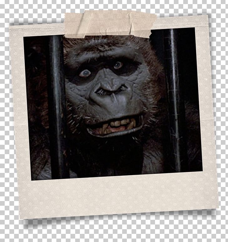 Gorilla Suit Common Chimpanzee Ape PNG, Clipart, American Tourister, Animals, Ape, Chimpanzee, Common Chimpanzee Free PNG Download