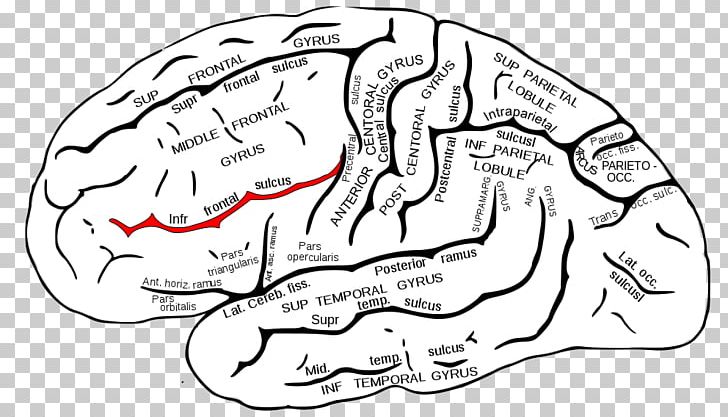 Inferior Frontal Gyrus Inferior Frontal Sulcus Superior Frontal Gyrus Frontal Lobe PNG, Clipart, Anatomy, Area, Art, Cartoon, Hand Free PNG Download