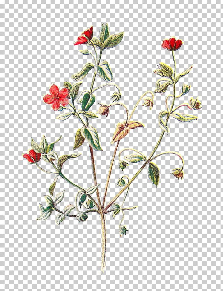The Scarlet Pimpernel Botanical Illustration PNG, Clipart, Botanical Illustration, Botany, Branch, Clip Art, Digital Illustration Free PNG Download