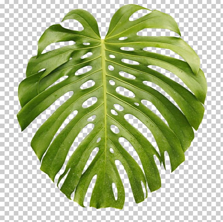 Tropics Arecaceae Leaf Palm Branch PNG, Clipart, Arecaceae, Banana Leaf, Desktop Wallpaper, Digital Image, Idea Free PNG Download