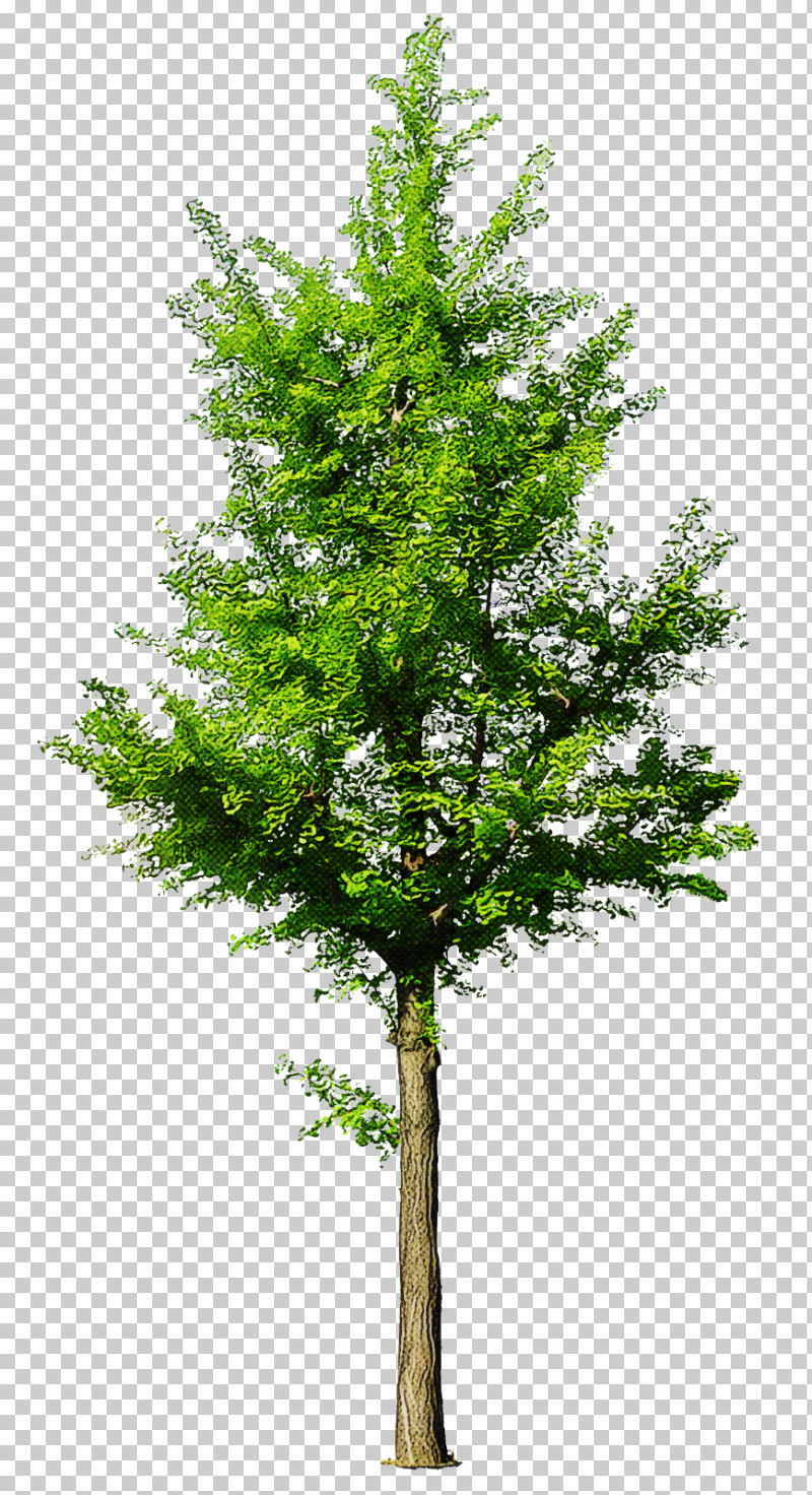 Plane PNG, Clipart, American Larch, Branch, Flower, Leaf, Plane Free PNG Download