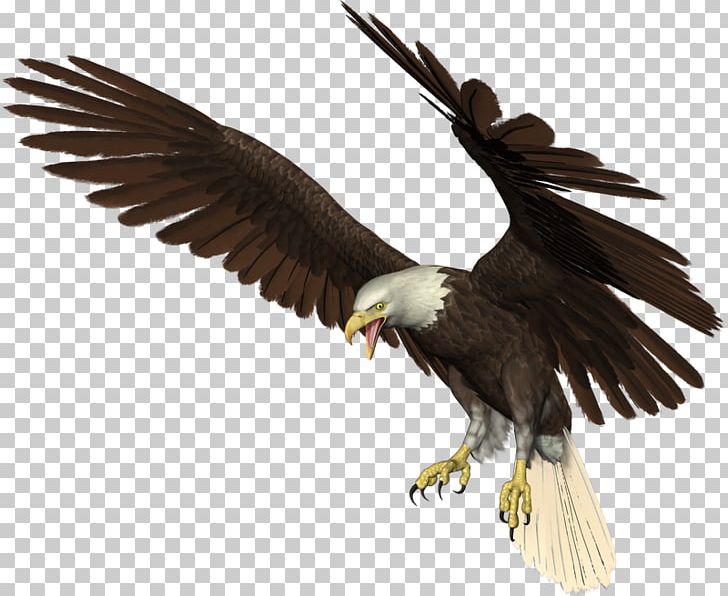 Bald Eagle Bird Red-bellied Woodpecker Vulture PNG, Clipart, Accipitriformes, Animal, Animals, Bald Eagle, Beak Free PNG Download