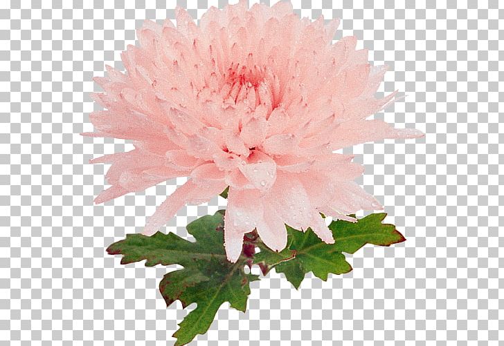 Chrysanthemum Carnation Dahlia Cut Flowers Peony PNG, Clipart, Annual Plant, Aster, Carnation, Chrysanthemum, Chrysanths Free PNG Download
