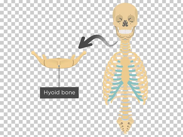 Clavicle Human Skeleton Axial Skeleton Human Body Anatomy PNG, Clipart, Anatomy, Appendicular Skeleton, Arm, Axial Skeleton, Body Jewelry Free PNG Download