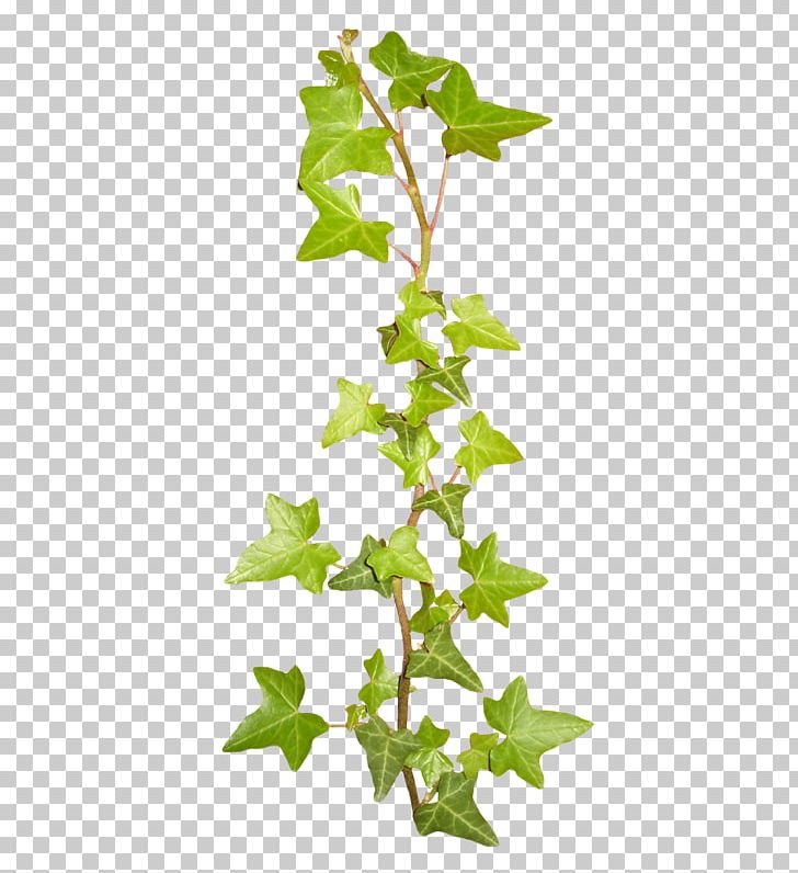 Green Vine Color PNG, Clipart, Branch, Color, Cyan, Document File Format, Download Free PNG Download