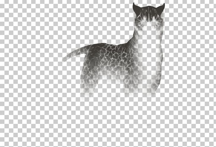Whiskers Cat Dog Fur Fauna PNG, Clipart, Animals, Black And White, Canidae, Carnivoran, Cat Free PNG Download
