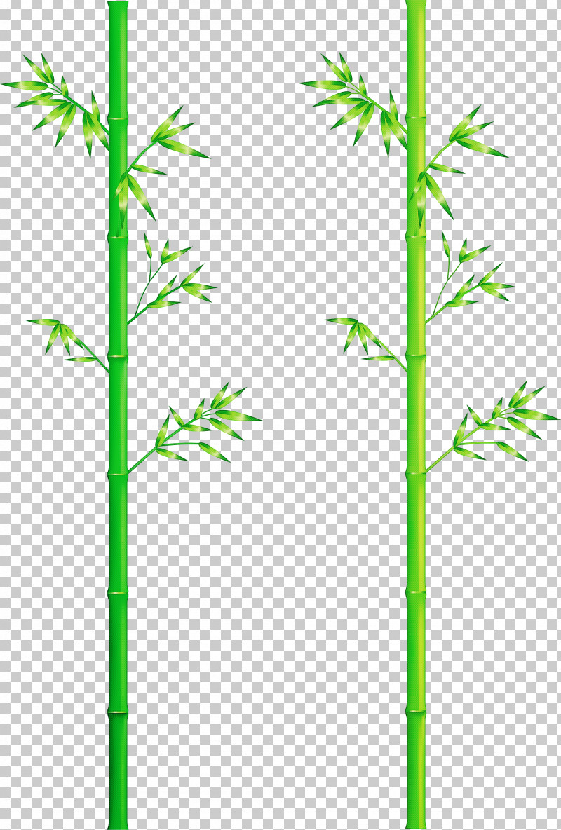 Bamboo Leaf PNG, Clipart, American Larch, Bamboo, Elymus Repens, Flower, Grass Family Free PNG Download