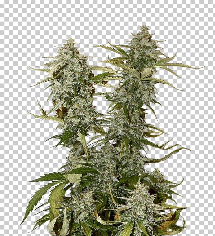 Cannabis Kush Seed Hemp Plants PNG, Clipart, Cannabis, Hemp, Hemp Family, Kush, Lemon Free PNG Download