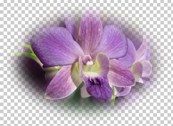 Moth Orchids Dendrobium PNG, Clipart, Dendrobium, Flower, Flowering Plant, Lilac, Moth Free PNG Download
