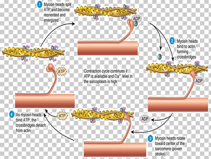 Skeletal Muscle Muscle Contraction Sliding Filament Theory Sarcomere PNG, Clipart, Action Potential, Animal Locomotion, Area, Contraction, Cramp Free PNG Download