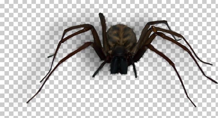 Spider Web Scrapbooking PNG, Clipart, Animal, Arachnid, Arthropod, Background Black, Big Free PNG Download