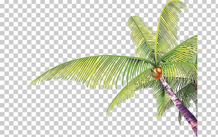 Tree Coconut Arecaceae PNG, Clipart, Autumn Tree, Beach, Christmas Tree, Coconut, Euclidean Vector Free PNG Download