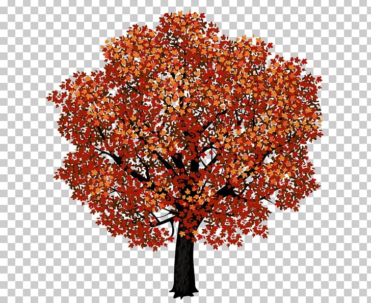Tree Deciduous Pine PNG, Clipart, Autumn, Branch, Clip Art, Deciduous, Hazel Free PNG Download
