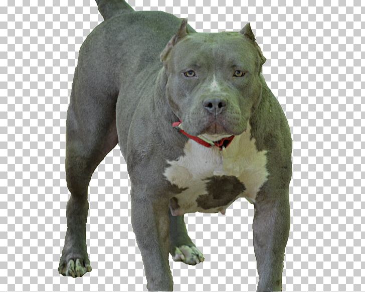 American Pit Bull Terrier American Staffordshire Terrier Dog Breed PNG, Clipart, American Pit Bull Terrier, American Staffordshire Terrier, Breed, Bull, Bulldog Free PNG Download