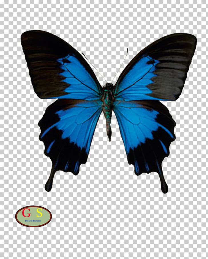 Butterfly American Sign Language Papilio Ulysses PNG, Clipart, American Sign Language, Arthropod, Baby Sign Language, Brush Footed Butterfly, Butterfly Free PNG Download