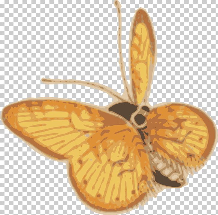 Butterfly Moth Insect 2 Sand Dollar Orange Giant Sulphur PNG, Clipart, Arthropod, Butterflies And Moths, Butterfly, Insect, Insects Free PNG Download