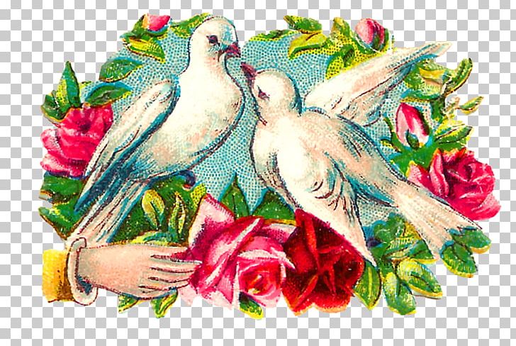 Macaw Bird Columbidae Parrot PNG, Clipart, Animals, Art, Beak, Bird, Columbidae Free PNG Download
